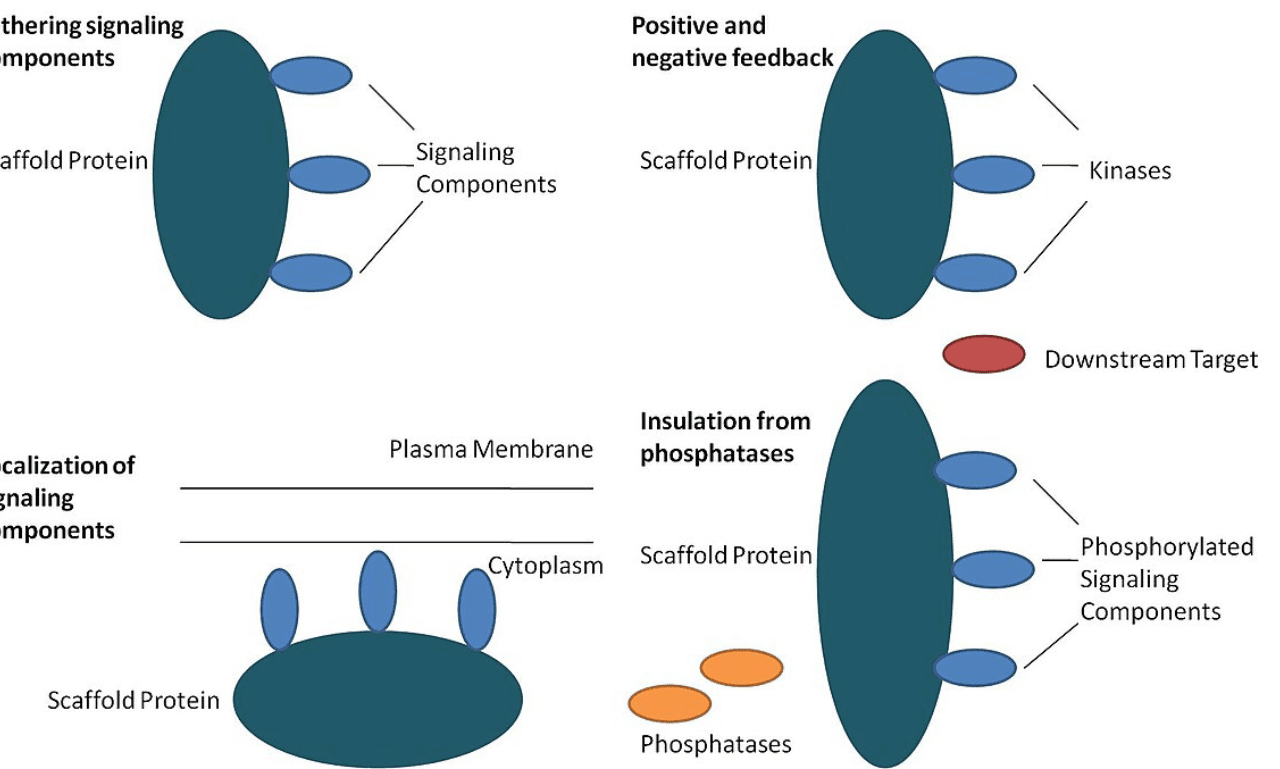 Scaffold Protein