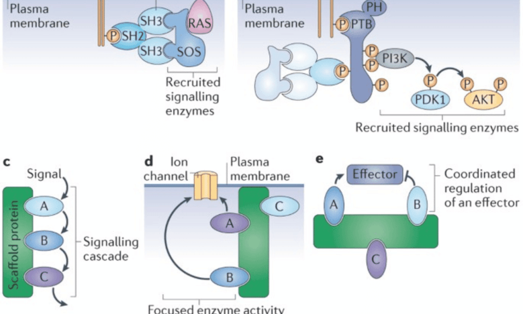 Unveiling the Role of Scaffold Protein in Cells 1 Cellular Signaling Pathways and Scaffold Proteins