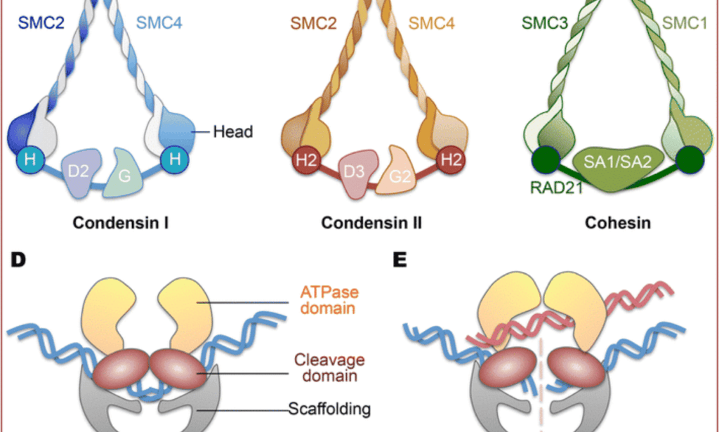 Unveiling the Role of Scaffold Protein in Cells 3 Scaffold Proteins in the Formation of Scaffold Complexes
