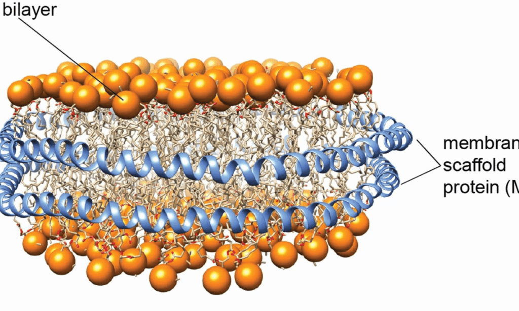 Unveiling the Role of Scaffold Protein in Cells 2 structural biology of scaffold proteins